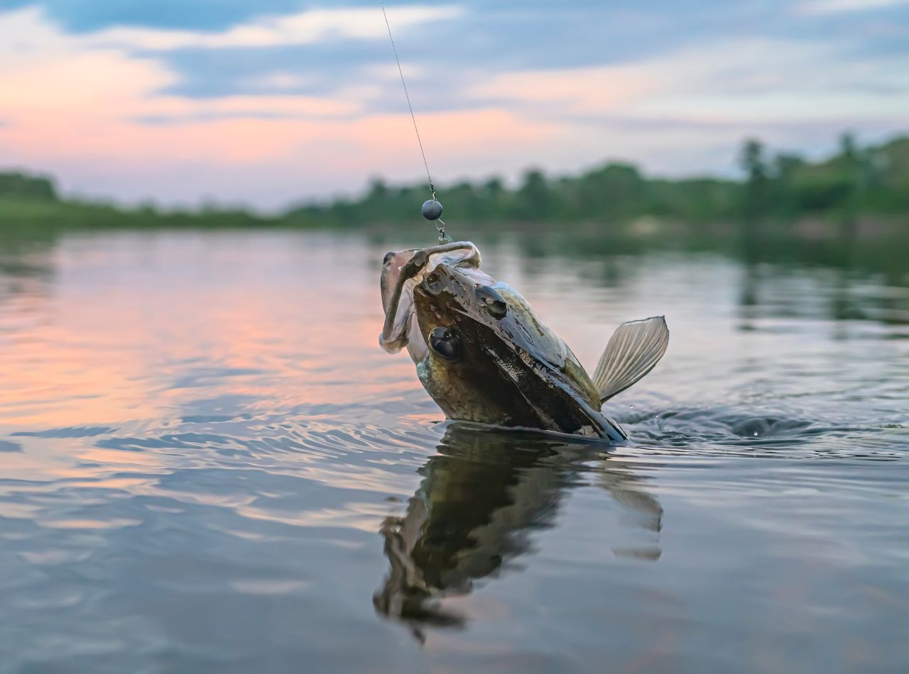 bass fishing